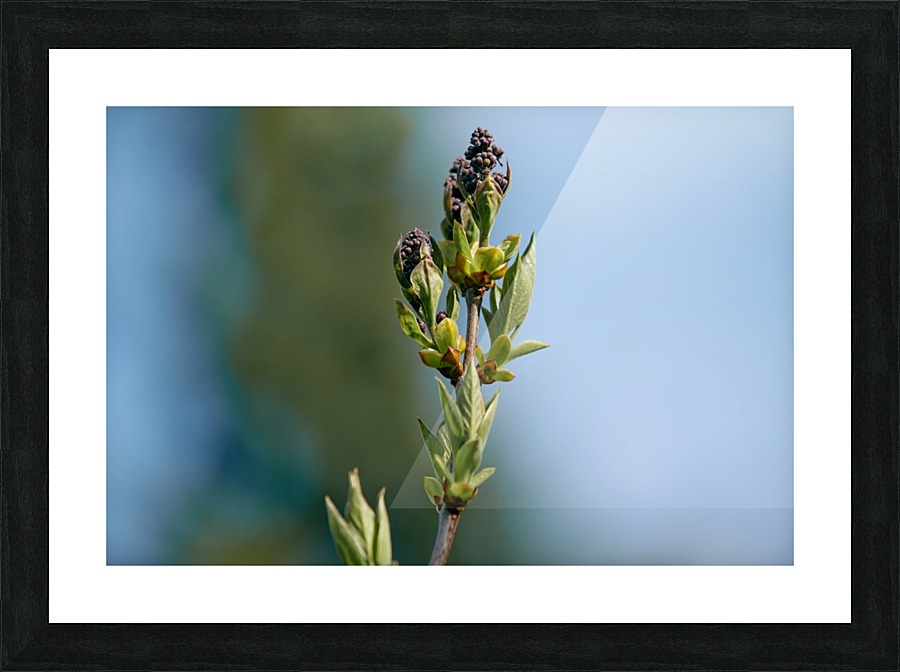 Wild Flowers 3 Picture Frame print
