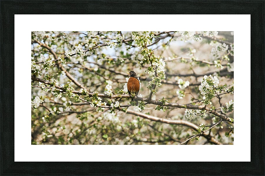 Robin Sitting on Branch Picture Frame print