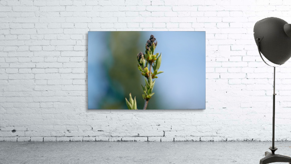 Wild Flowers 3 Wall Preview