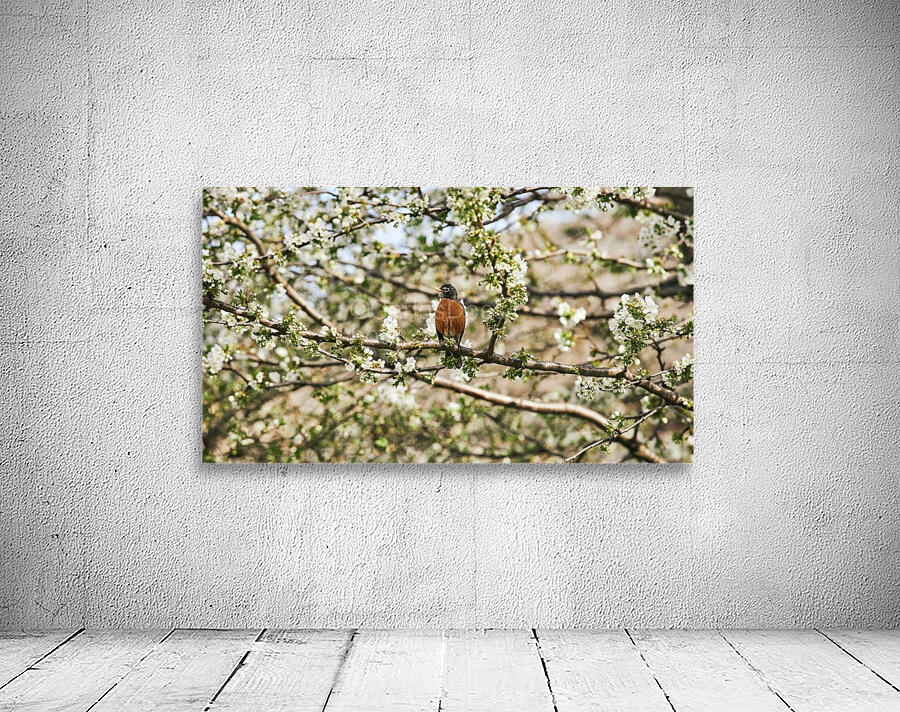 Robin Sitting on Branch Wall Preview