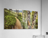 Out There Acrylic Print