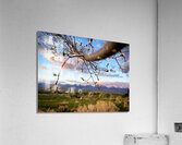 Hello Spring Acrylic Print