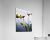 LChaim Acrylic Print