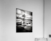 Wanaka Tree BW Acrylic Print