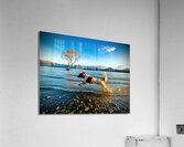 Happiest Dog Acrylic Print