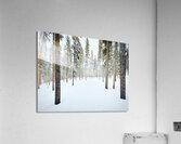 Winter Trail Acrylic Print