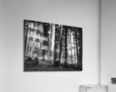 The Woods Acrylic Print