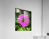 Happiest Acrylic Print