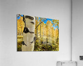 Aspen Hello Acrylic Print