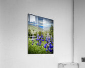 Lupine Views Acrylic Print