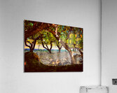 Apple Orchard Acrylic Print