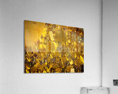 Golden Glows Acrylic Print