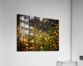 Almost Fireflies Acrylic Print