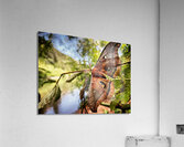 Moth Acrylic Print