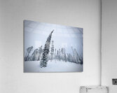 Sway Factor Acrylic Print