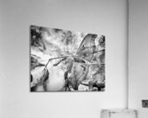 Moth BW Acrylic Print