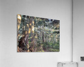 Fire Woods Acrylic Print