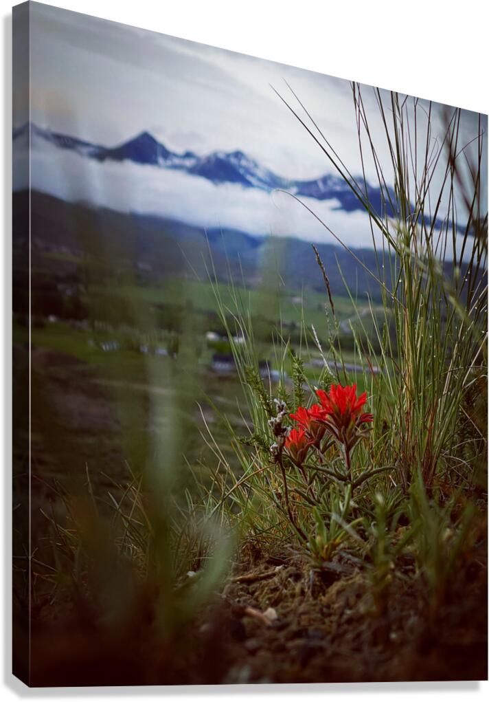 Beauty in Ashes Canvas Print