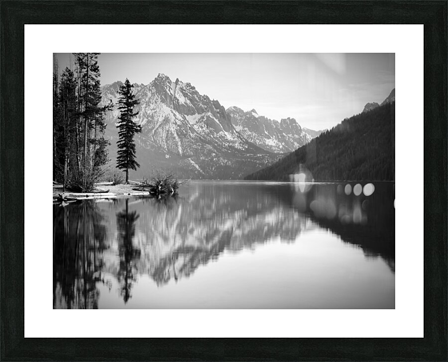 Lone Tree BW Picture Frame print
