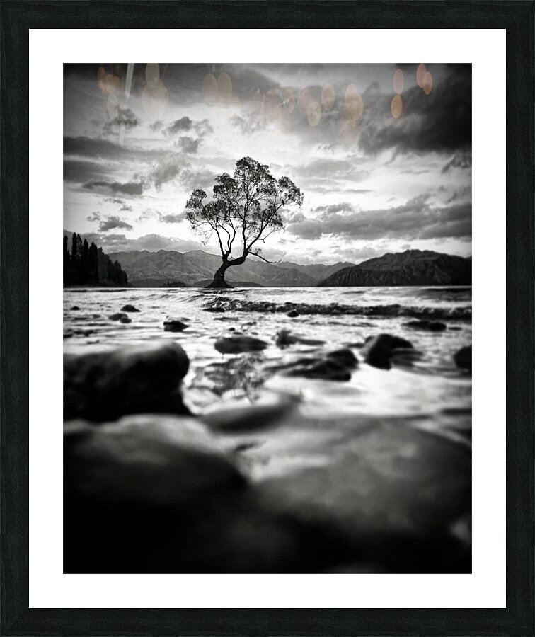 Wanaka Tree BW Picture Frame print