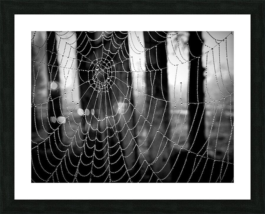 Spide Web Picture Frame print