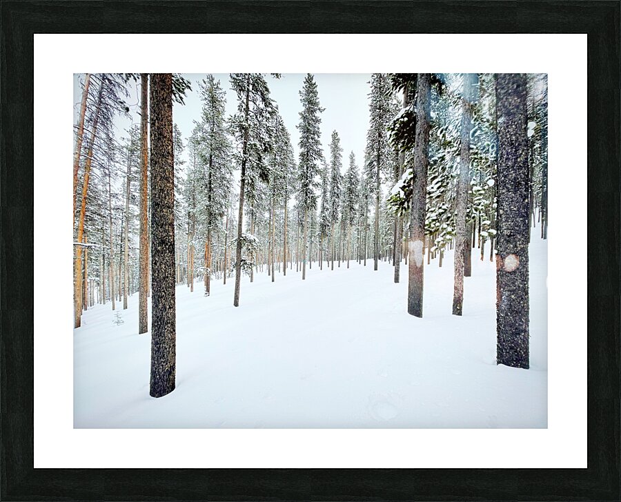 Winter Trail Picture Frame print