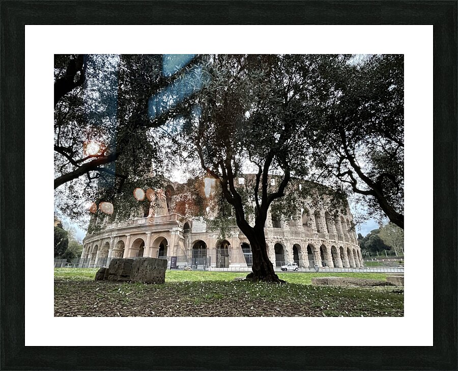 Colosseum Tree Picture Frame print