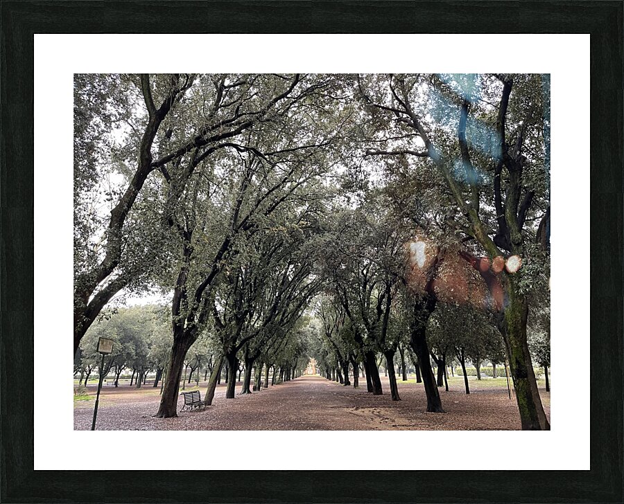 Tree Rows Rome Picture Frame print