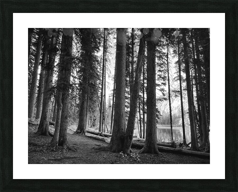 The Woods Picture Frame print