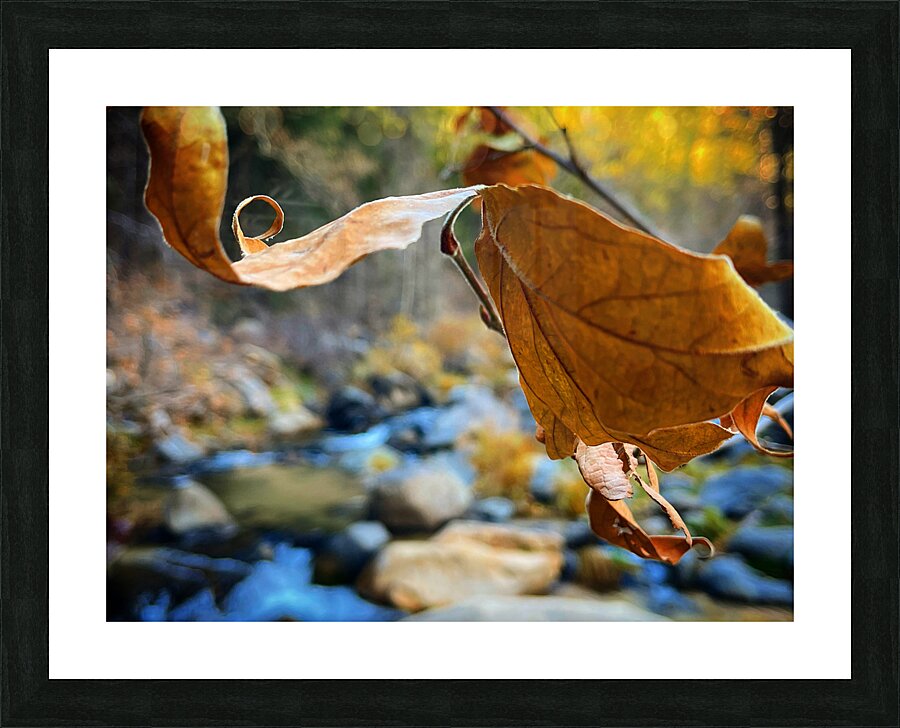 Serene Walk Picture Frame print