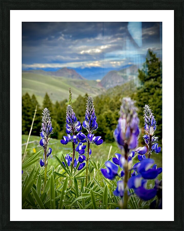 Lupine Views Picture Frame print