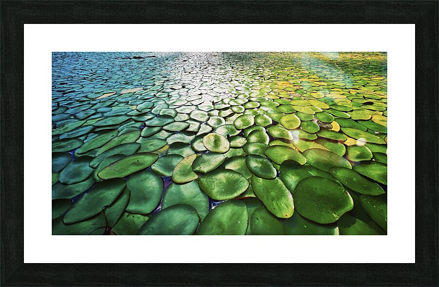 Lilly Pads Picture Frame print