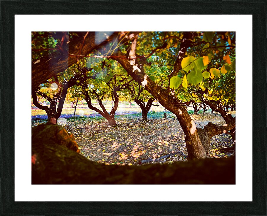 Apple Orchard Picture Frame print