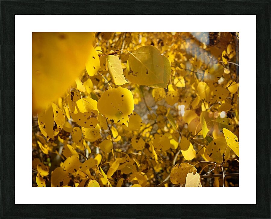 Golden Glows Picture Frame print