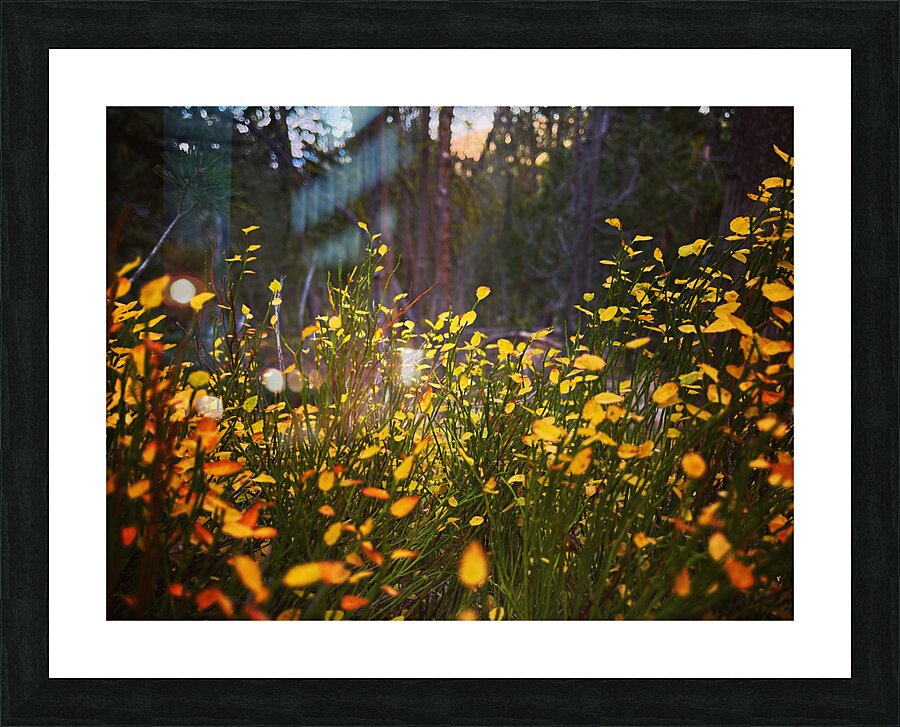 Almost Fireflies Picture Frame print