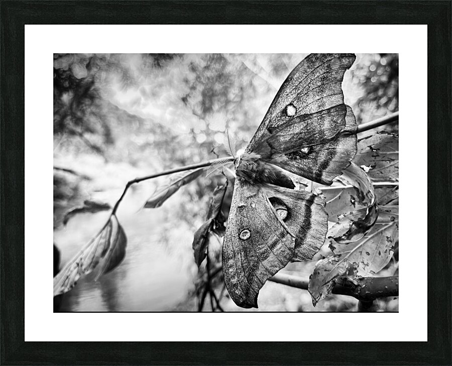 Moth BW Picture Frame print