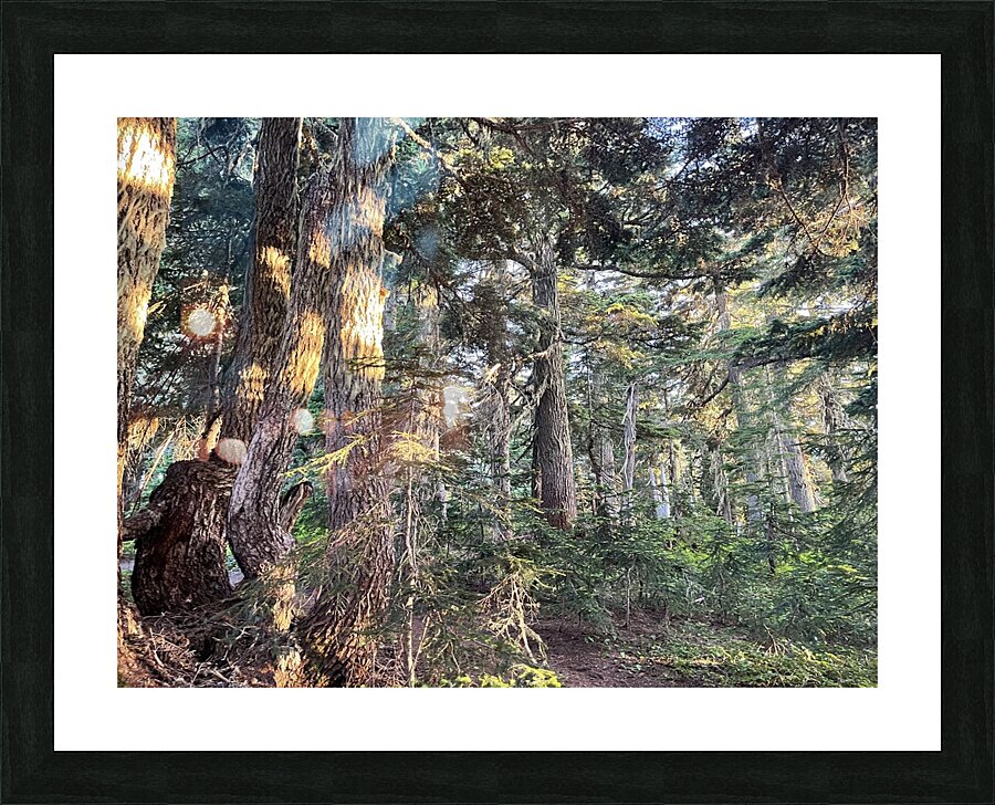 Fire Woods Picture Frame print