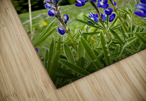 Lupine Views Mindy Newby puzzle