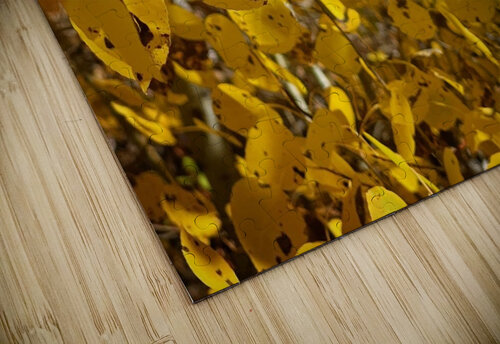 Golden Glows Mindy Newby puzzle