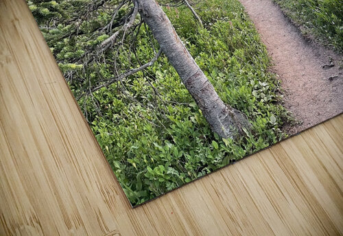 Paths Mindy Newby puzzle