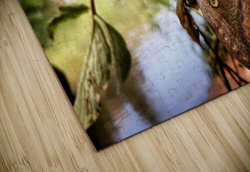 Moth Mindy Newby puzzle