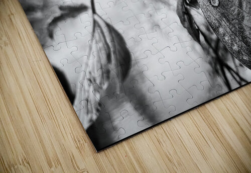 Moth BW Mindy Newby puzzle