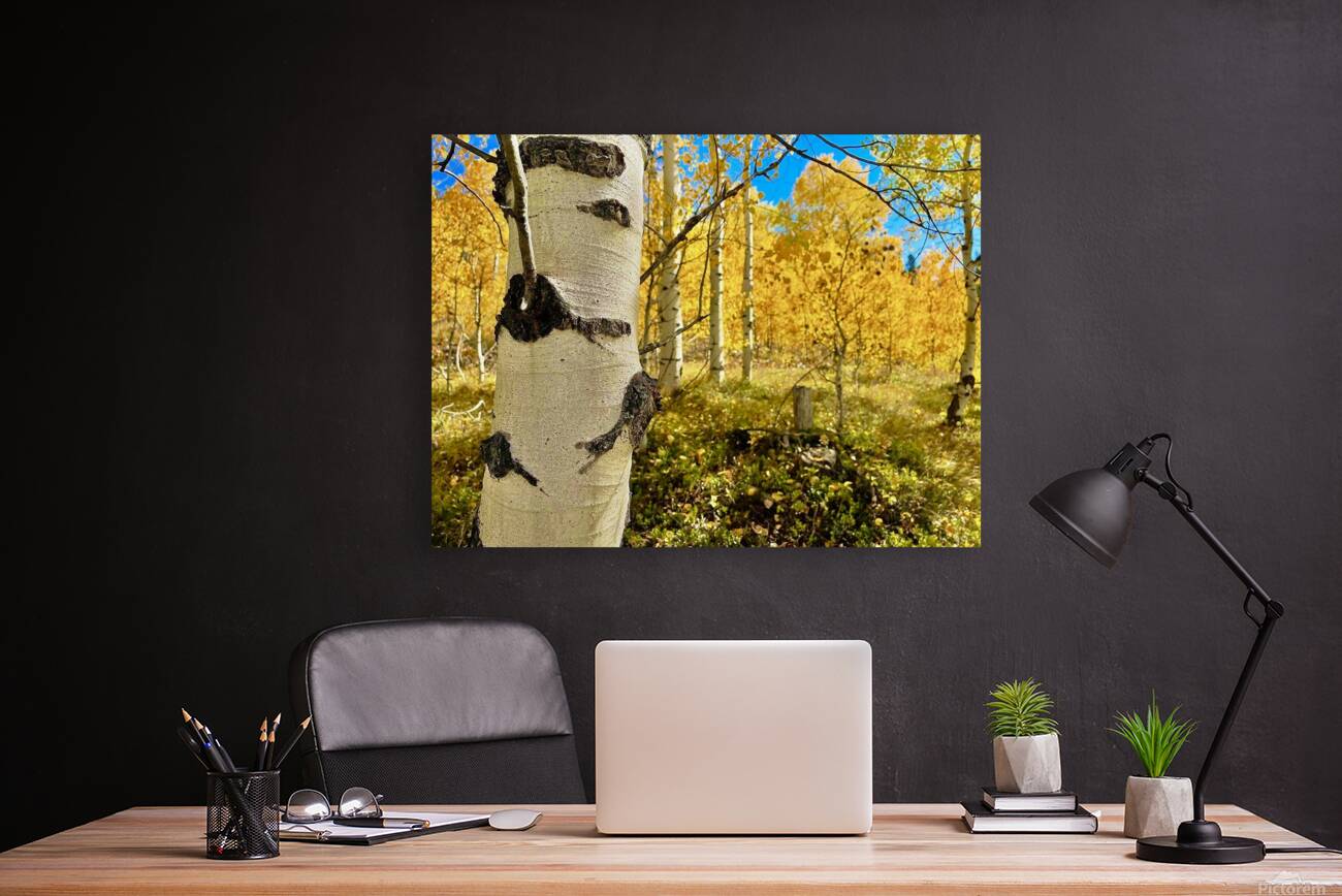 Aspen Hello Reproduction