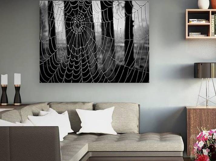 Spide Web Reproduction