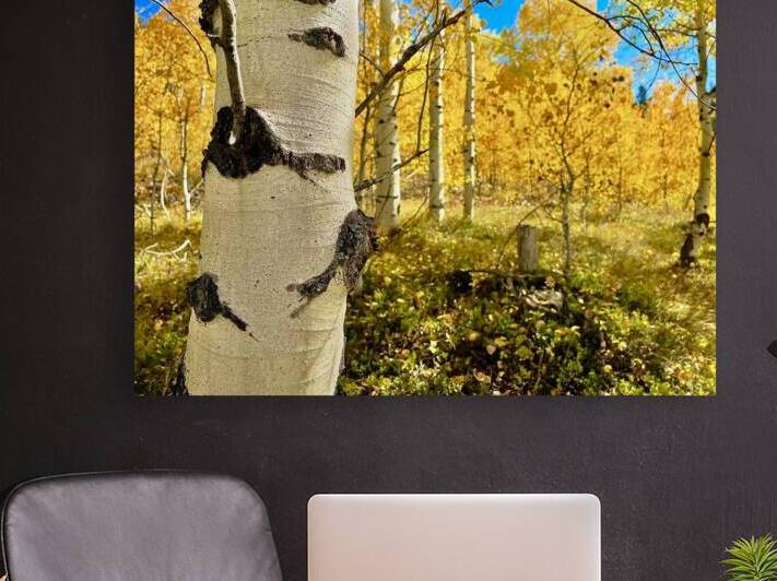 Aspen Hello Reproduction