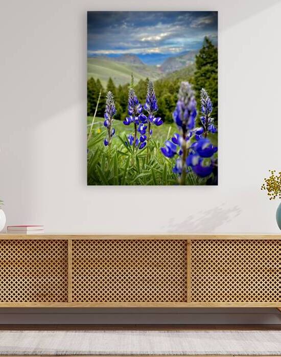 Lupine Views Reproduction