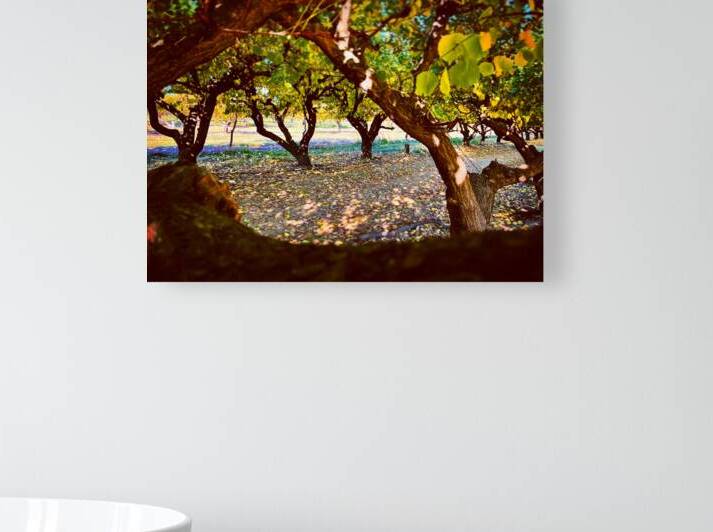 Apple Orchard Reproduction
