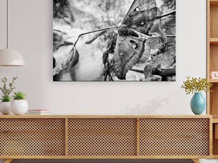 Moth BW Reproduction