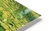 Lilly Pads HD Metal print