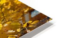Golden Glows HD Metal print